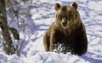 Marsican Brown Bear Wallpaper