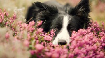 Border Collie HD Wallpaper Background