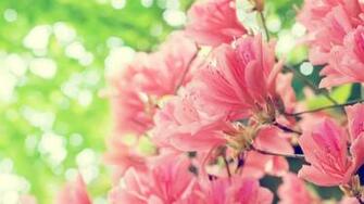Flower Photography Dreamy Sweet Wildflowers Widescreen Wallpaper