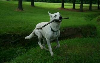 White German Shepherd Puppy Image Pictures Becuo