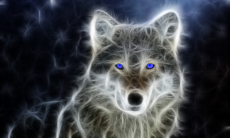 European Grey Wolf Wallpaper HD