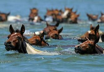 Summer Of Science The Chincoteague Feral Ponies Annual Minute