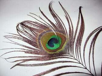 Peacock Feather Desktop Wallpaper On