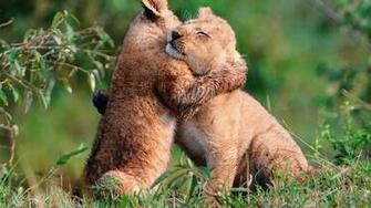 Pics Photos Wallpaper Baby Lions Hug