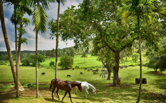 Farm Animals Wallpaper