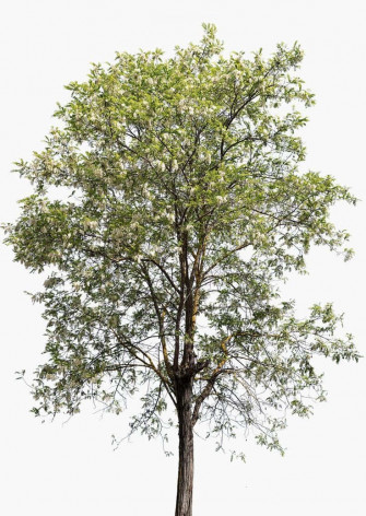 Black Locust X Wallpaper
