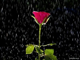 Nature Rain Wallpaper