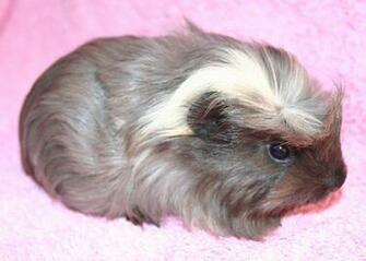 Cute Guinea Pig Image HD Wallpaper Pretty