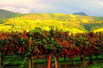 Best Vacations Ever Wine Tasting Tips For Napa Valley Newbie