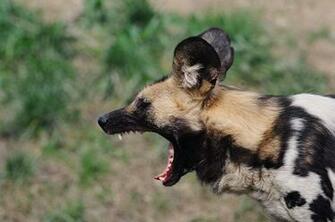 Wild Dog Pictures High Definition Wallpaper Cool