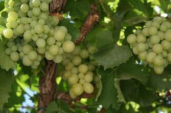 Bollywood Wallpaper Grape HD