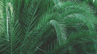 Plants Aesthetic Pc Wallpaper Top