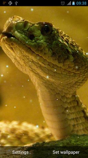 Snake Live Wallpaper Screenshots How Does It Look