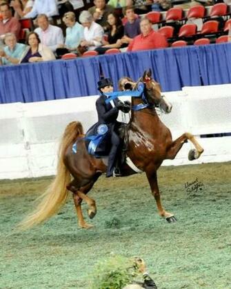 American Saddlebred Beautiful Horses