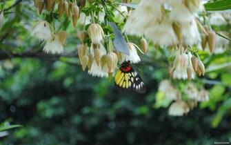 Wallpaper Nature Natural Scenery