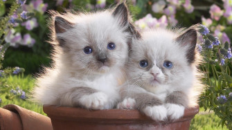 Cute Kitten Wallpaper