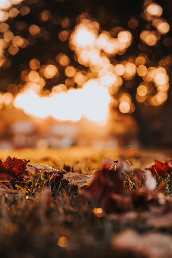 Thanksgiving Leaves iPhone Wallpaper Festive