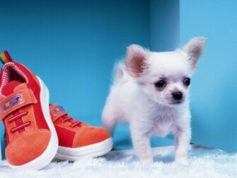 Chihuahua Wallpaper Teddybear64