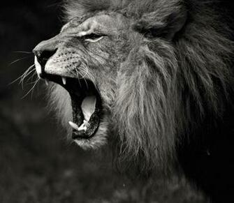 Black And White Lion Roaring