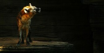 Hyena By Daytonablue64impala