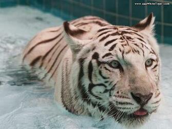 Tiger Wallpaper White