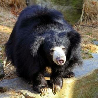 Sloth Bear Wallpaper AnimalplanetHD