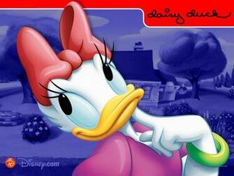 Daisy Cool Picture Image Wallpaper