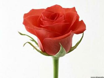Animals Zoo Park Single Red Rose Wallpaper For Desktop
