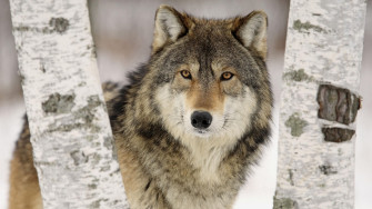Wolf HD Desktop Wallpaper