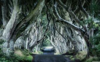 Dark Hedges Northern Ireland 4k HD Desktop Wallpaper For