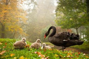 Most Beautiful Animals Wallpaper On