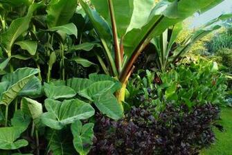 Ear Plant Xanthosoma Growing In A Border Of Mixed Tropical Foliage