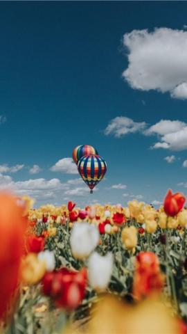 Best Wooden Shoe Tulip Farm iPhone HD Wallpaper