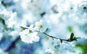 Beautiful Flower Wallpaper For Your Desktop Mobile And Tablet