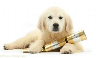 Golden Retriever Christmas Cards