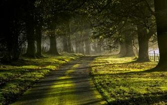Nature Landscape Mist Leaves Green Grass Sunrise Trees Road