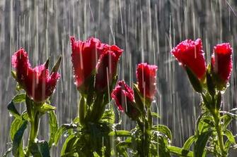 Rain On Flowers Wallpaper HD Pictures Image