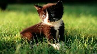 Cats Wallpaper HD Desktop