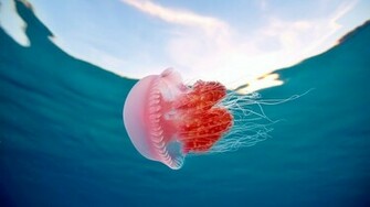 Jellyfish Background