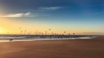 Dog Chasing Birds On The Beach Wallpaper And Image