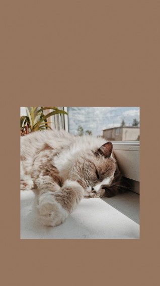 Aesthetic And Cat Wallpaper Cute Drawing