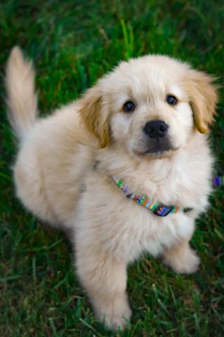Puppy Wallpaper HD Hq