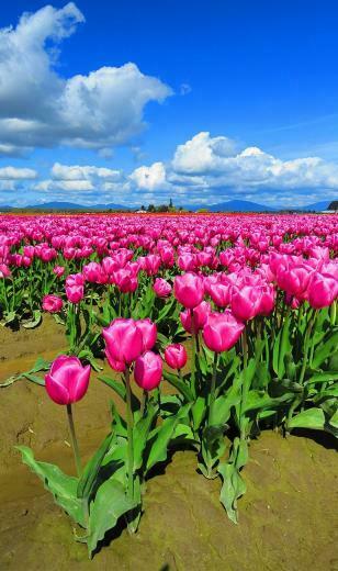 Tulips Galore At Skagit Valley Tulip Festival In Washington With