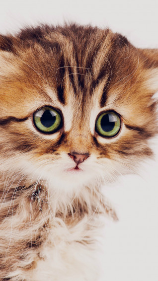 Cat iPhone Background Net