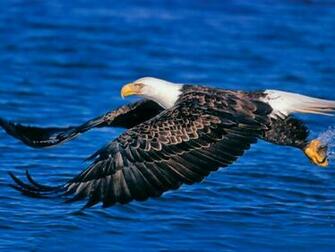 Bald Eagle Wallpaper Fun Animals Wiki Videos Pictures