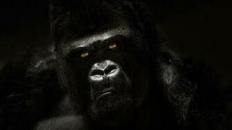 Gorilla Wallpaper