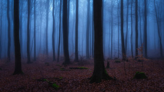 Mystical Forest Wallpaper