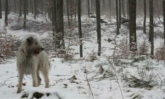 Irish Wolfhound Wallpaper HD