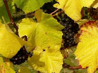 Wine Vineyard Winery Wallpaper For Your Computer Desktop