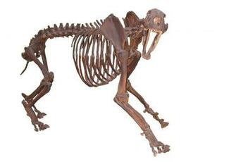 File Smilodon Fatalis Umnh White Background Jpg